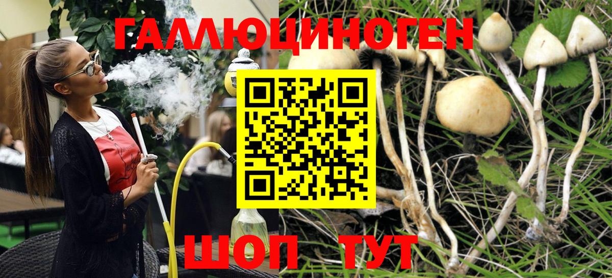 Псилоцибиновые грибы ЛСД  Вход с VPN  Псилоцибиновые грибы мицелий  цены наркотик  Назрань 